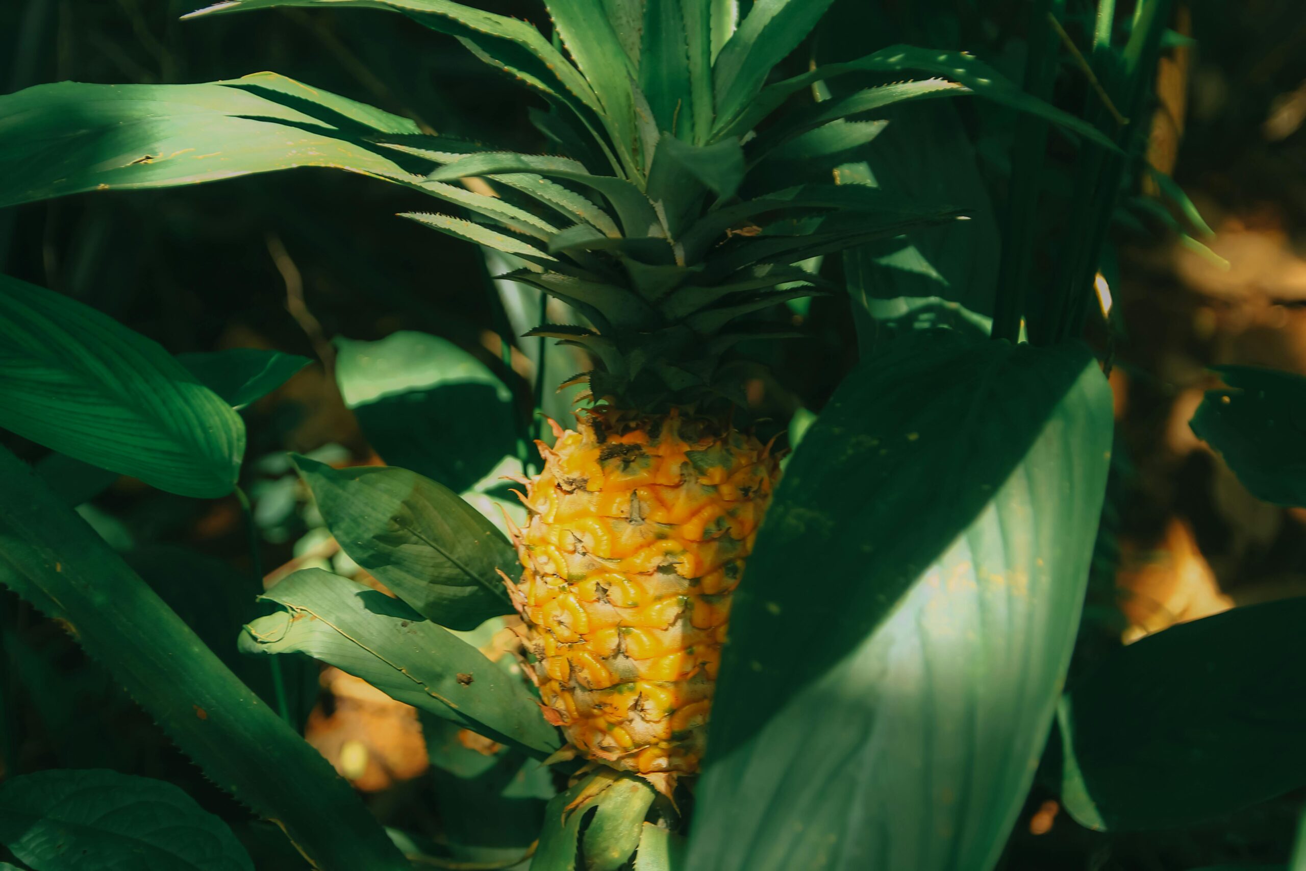 Close-up of a pineapple growing amidst lush tropical leaves, capturing vibrant natural beauty.